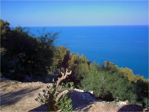 mediterrannee